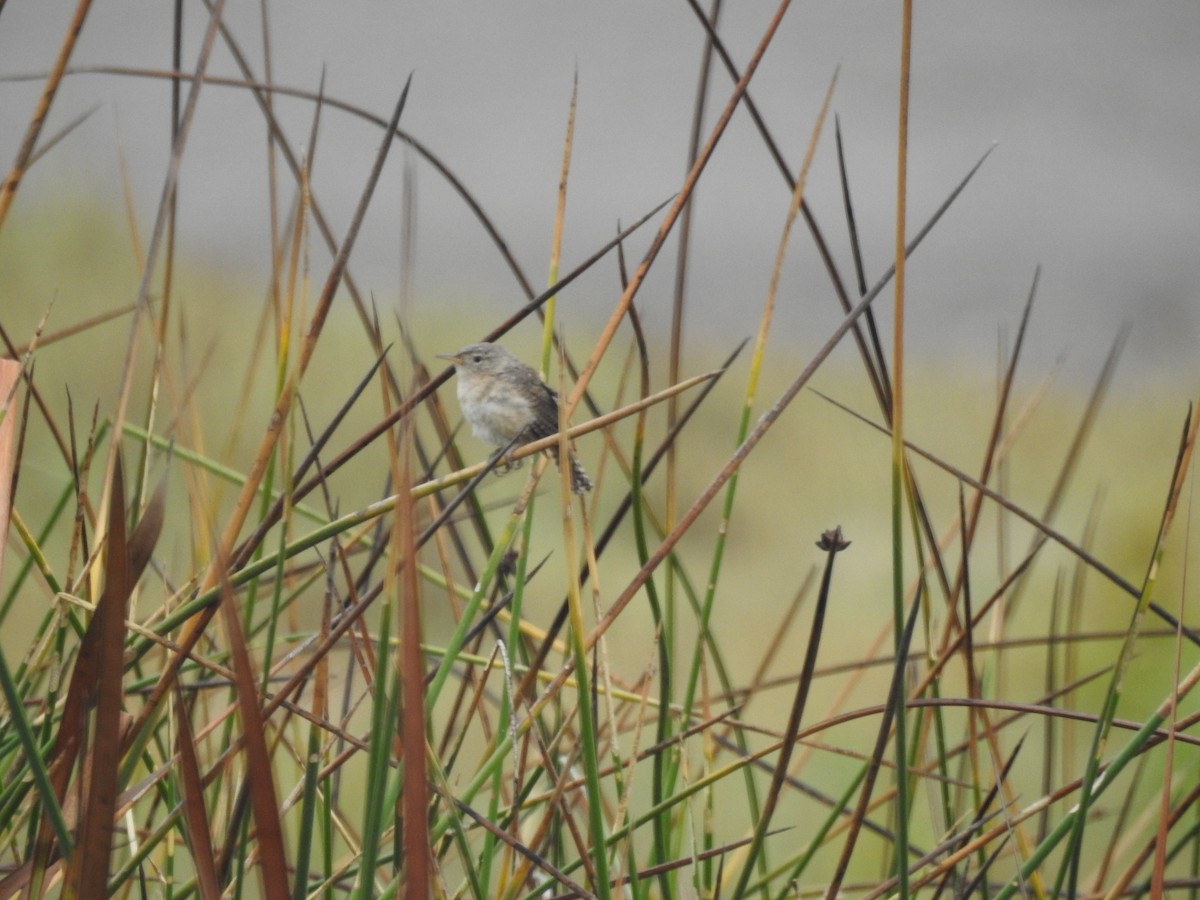 House Wren - ML180939441