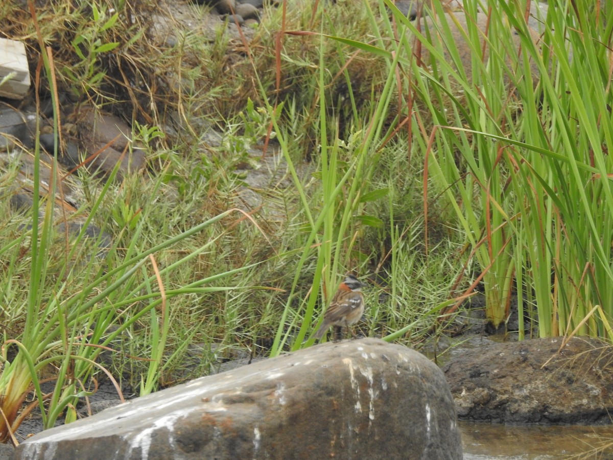 Rufous-collared Sparrow - ML180939481
