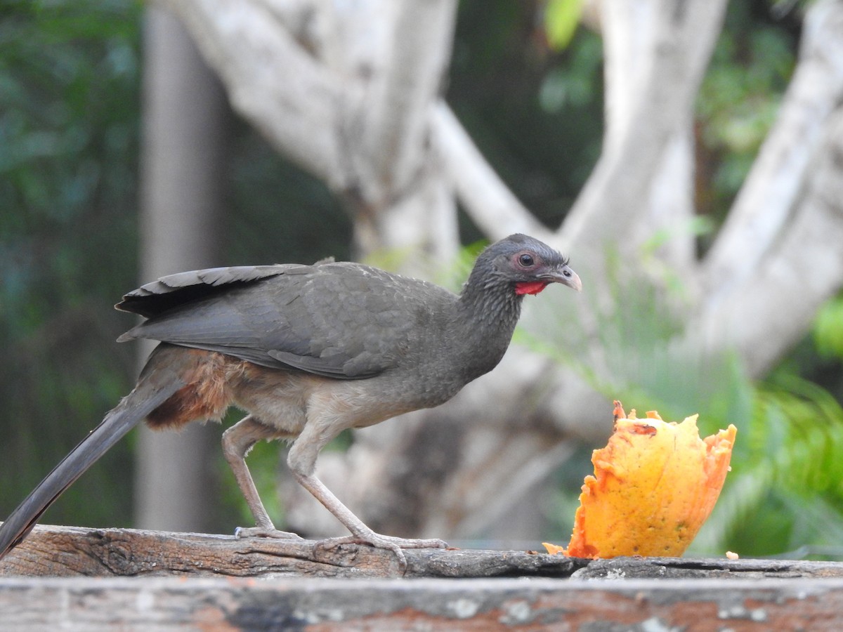 Chaco Chachalaca - ML180939671