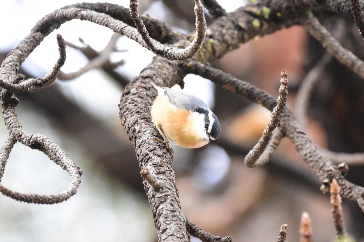 Red-breasted Nuthatch - ML180940101