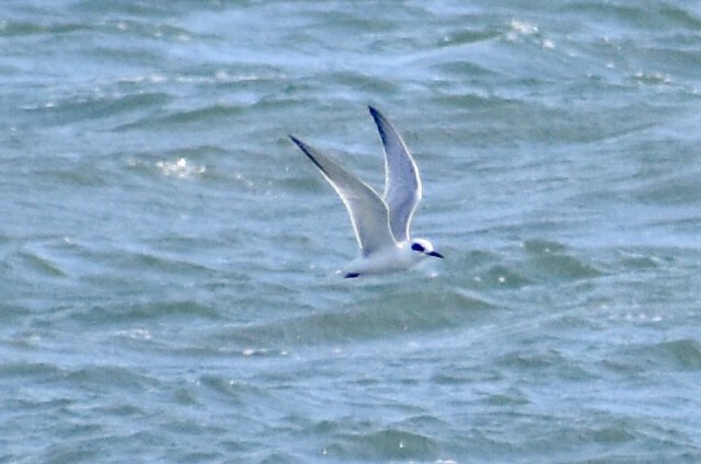 Forster's Tern - ML180941661