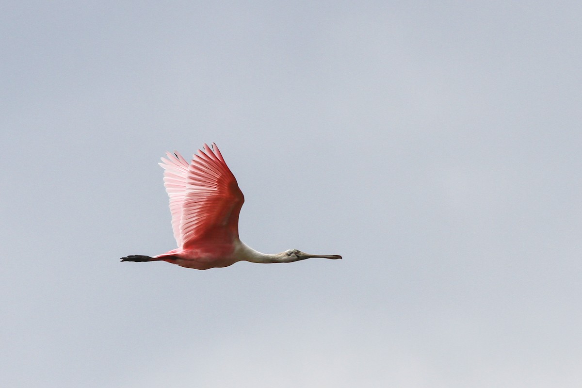 Roseate Spoonbill - ML180941941