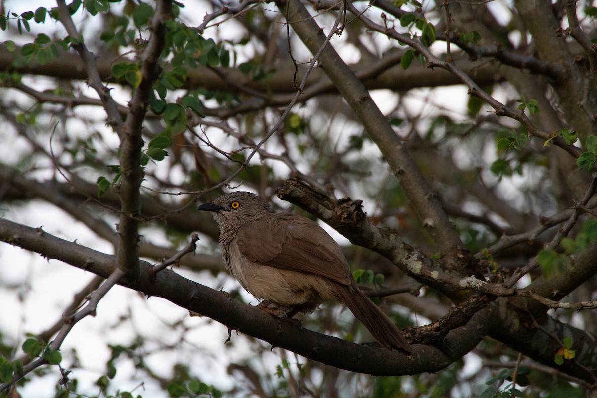 Brown Babbler - ML180942311