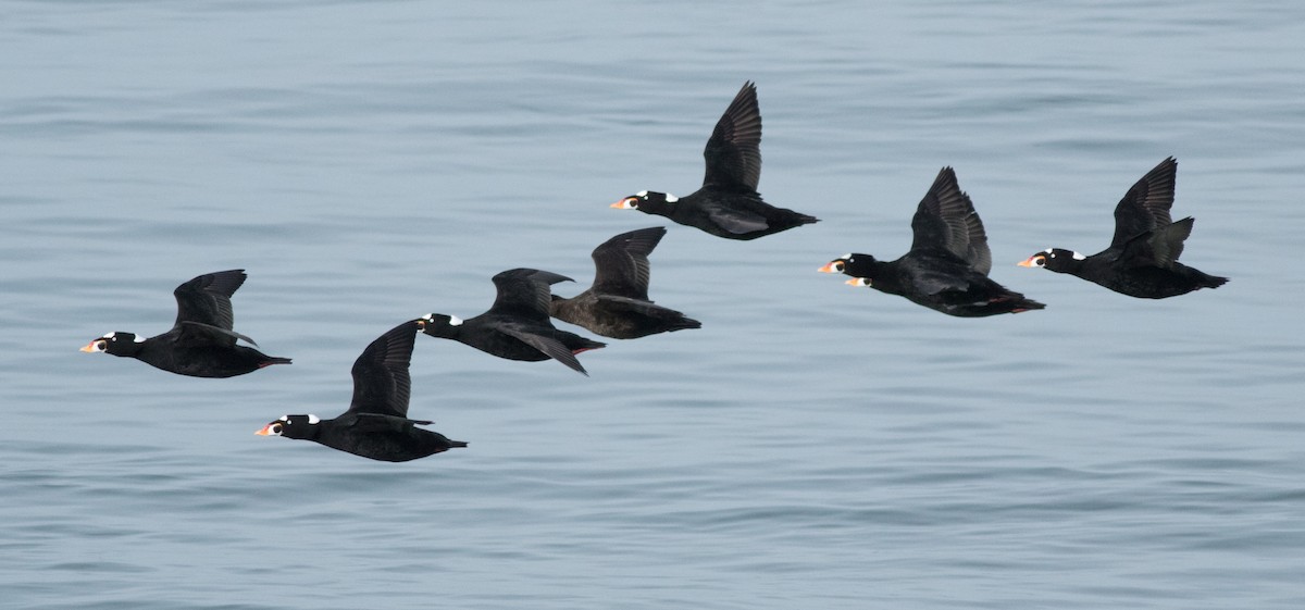 Surf Scoter - ML180943331