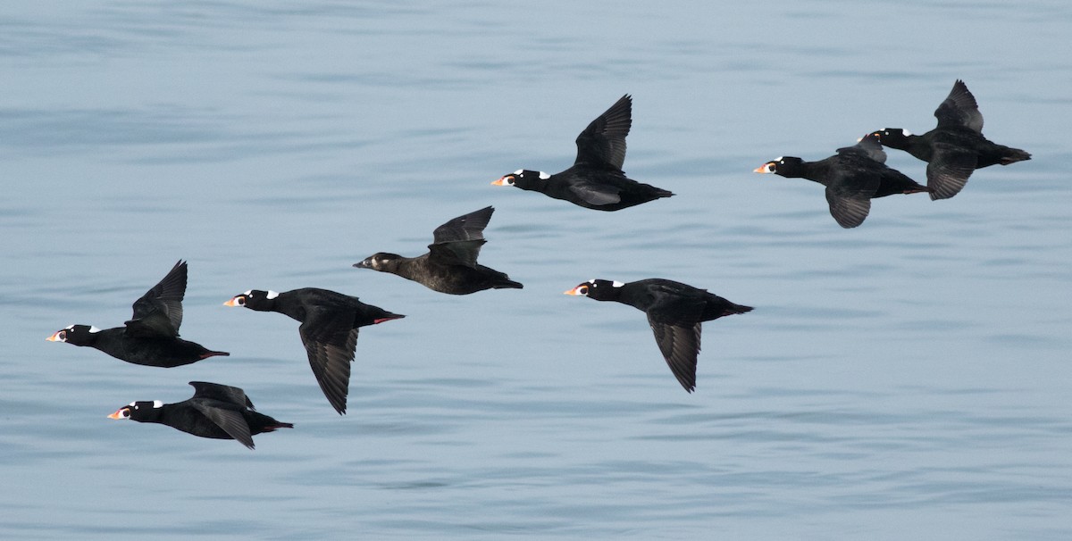 Surf Scoter - Joachim Bertrands | Ornis Birding Expeditions