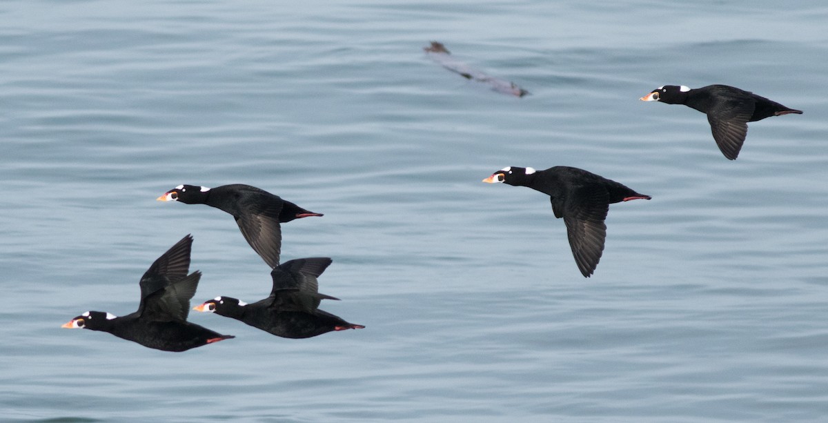 Surf Scoter - ML180943351