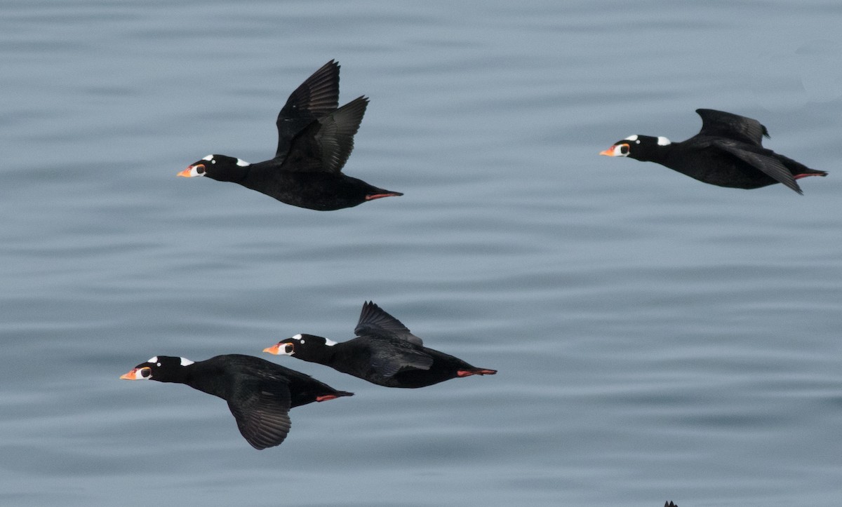 Surf Scoter - ML180943361