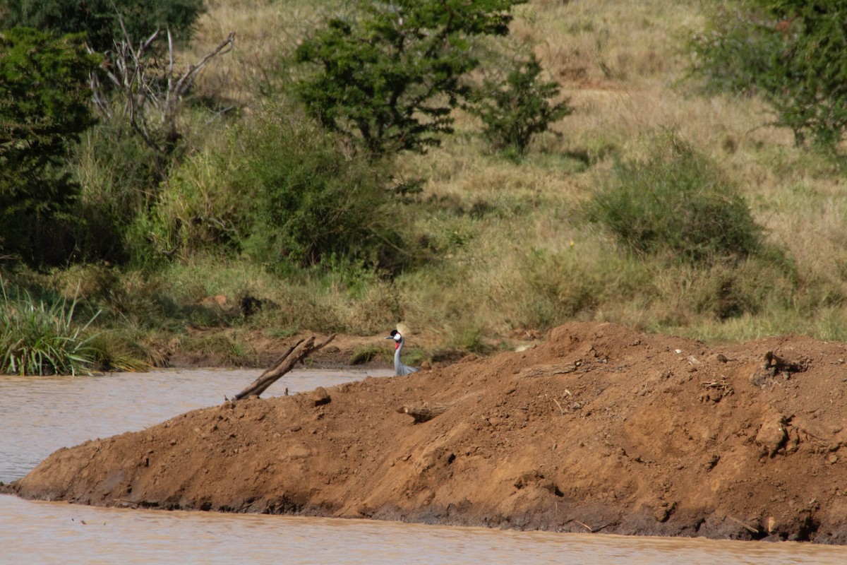 Gray Crowned-Crane - ML180943821