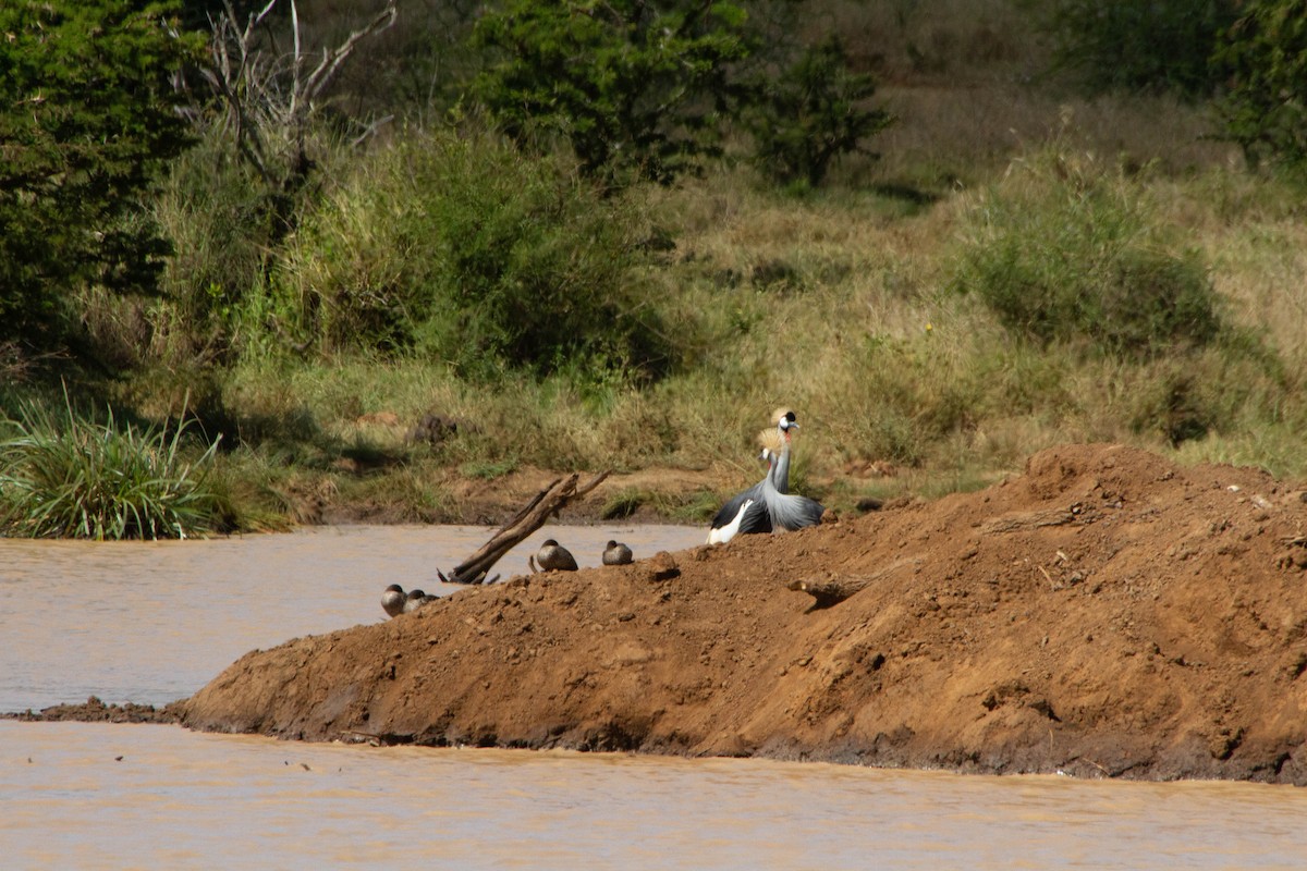 Gray Crowned-Crane - ML180944471