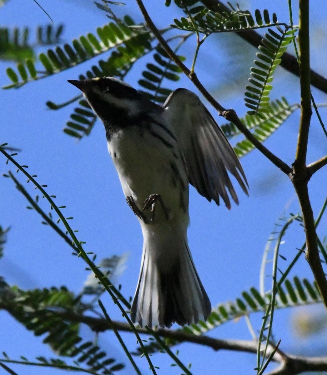 Black-throated Gray Warbler - ML180944641