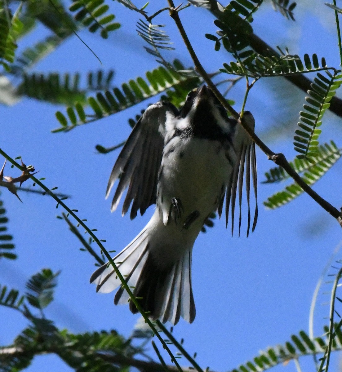 Black-throated Gray Warbler - ML180944651