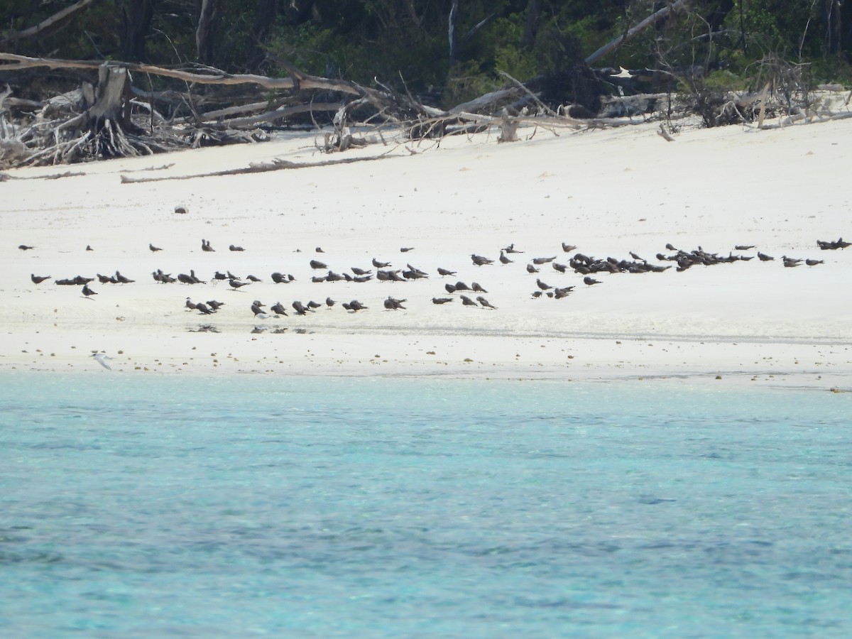 Brown Noddy - ML180944921