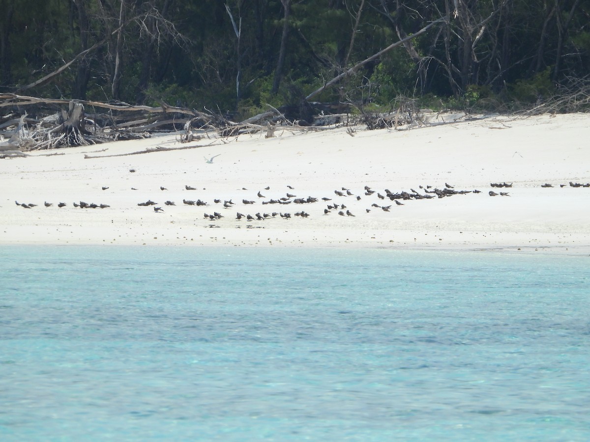 Brown Noddy - ML180945331