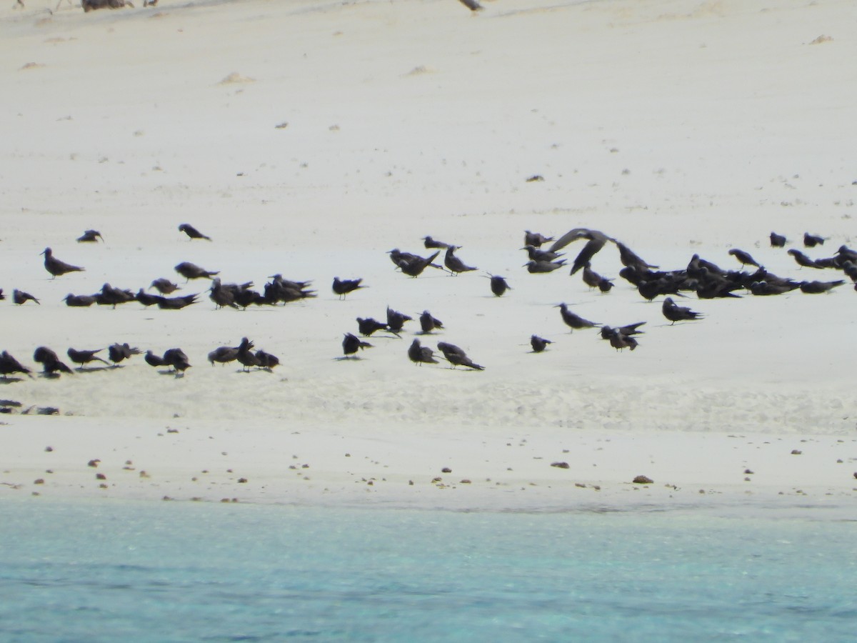 Brown Noddy - ML180945491