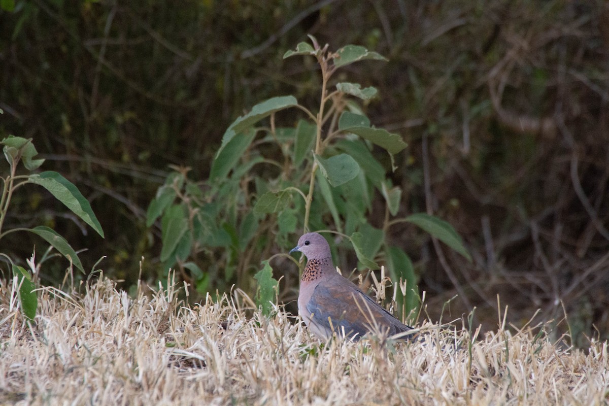 Laughing Dove - Eric Sibbald