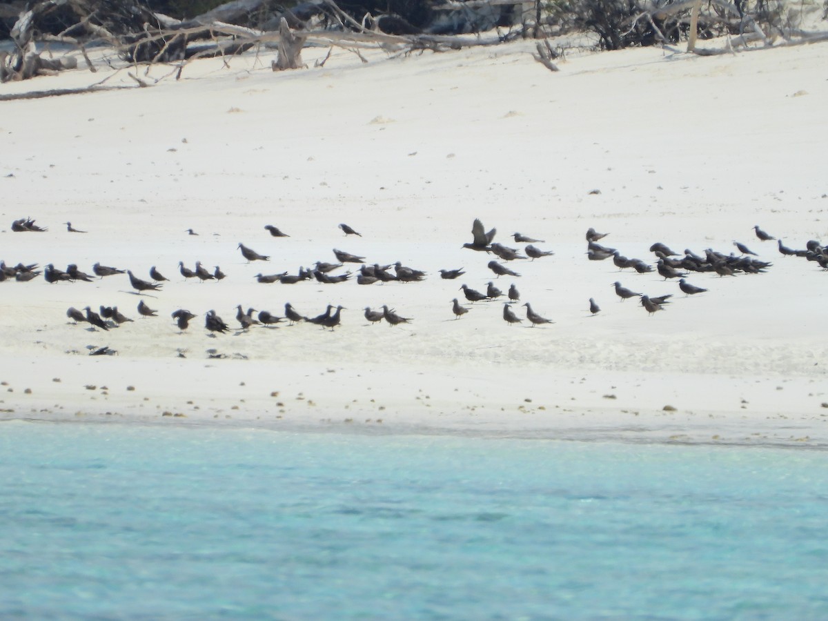 Brown Noddy - ML180946341