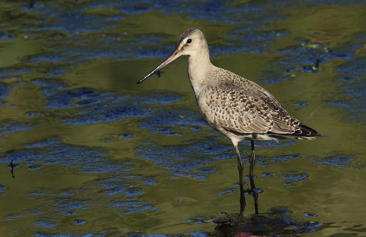 Hudsonian Godwit - Jeremiah Trimble