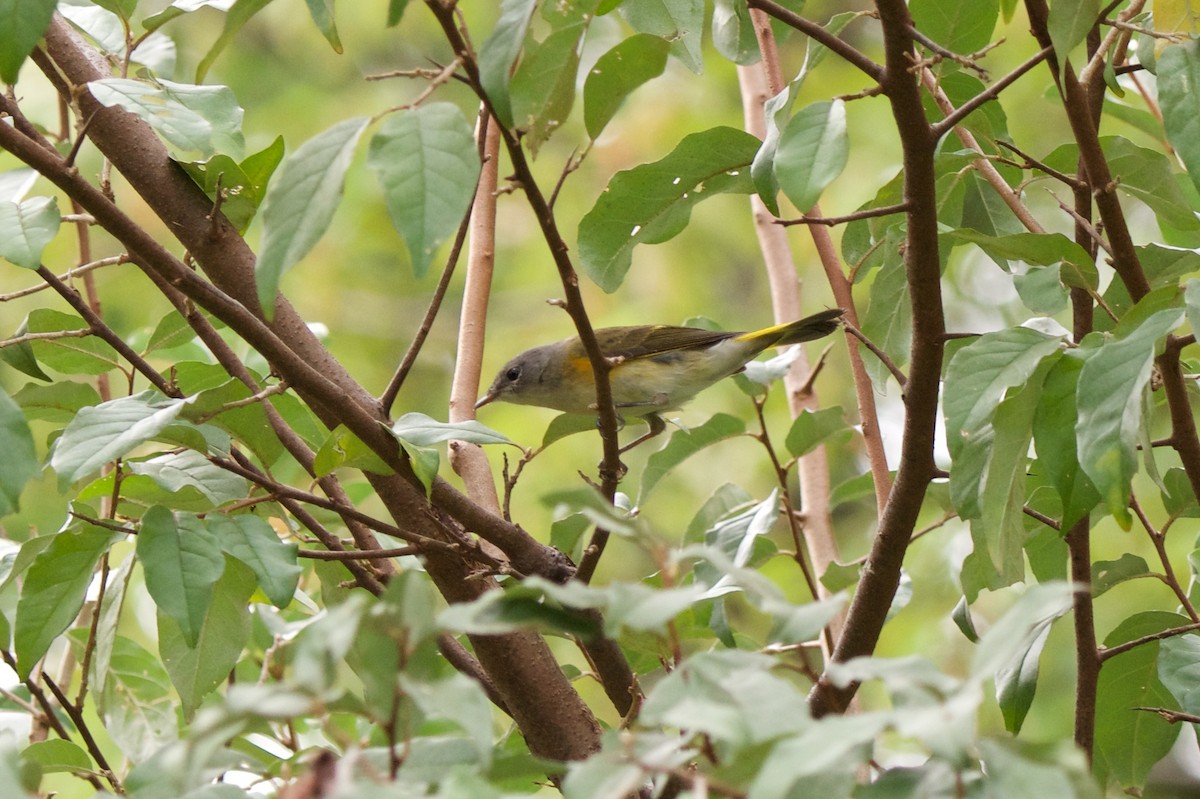 American Redstart - ML180950301