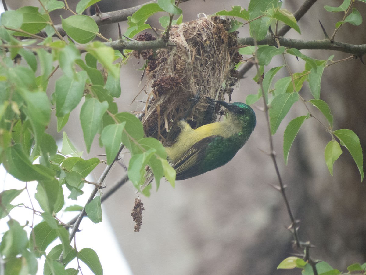 Collared Sunbird - ML180952961