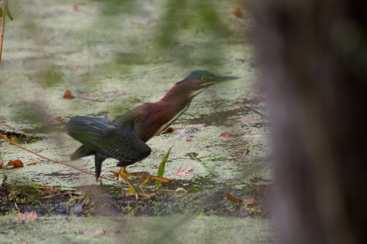 Green Heron - ML180953121