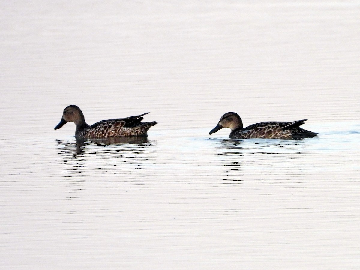 Blue-winged Teal - Michael Musumeche