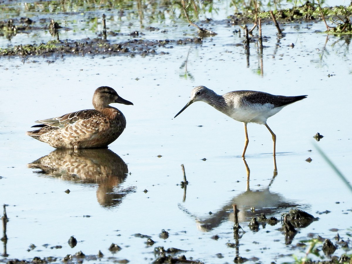 Blue-winged Teal - Michael Musumeche