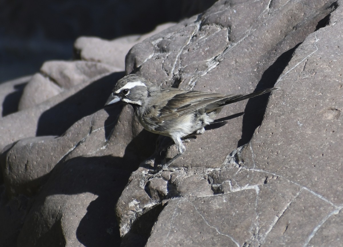 Black-throated Sparrow - ML180954871