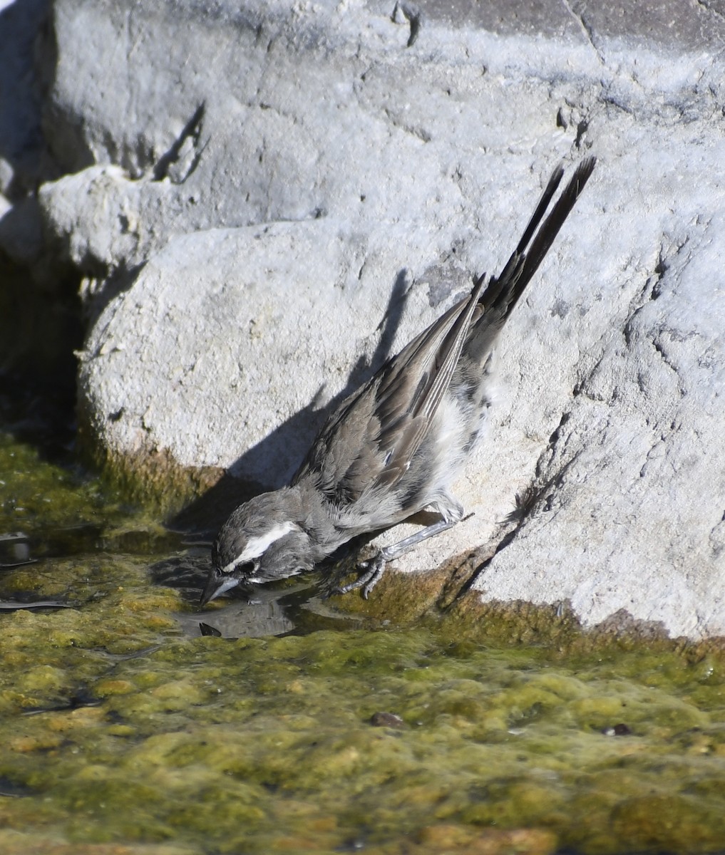 Black-throated Sparrow - ML180954891