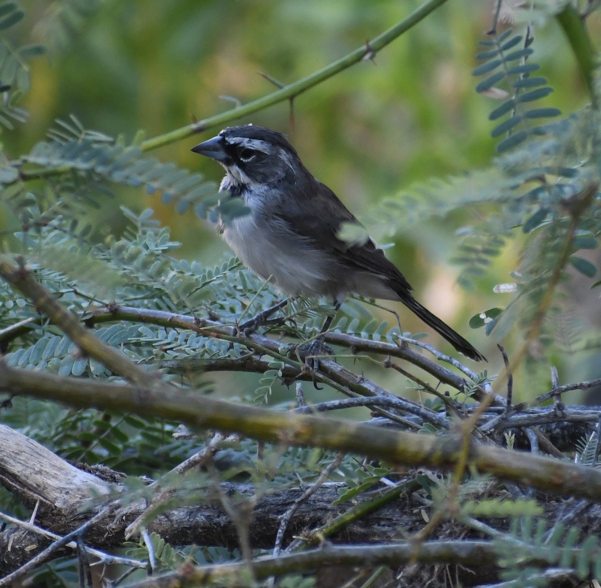 Black-throated Sparrow - ML180955141