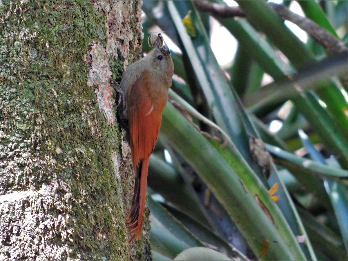 Olivaceous Woodcreeper - ML180958591