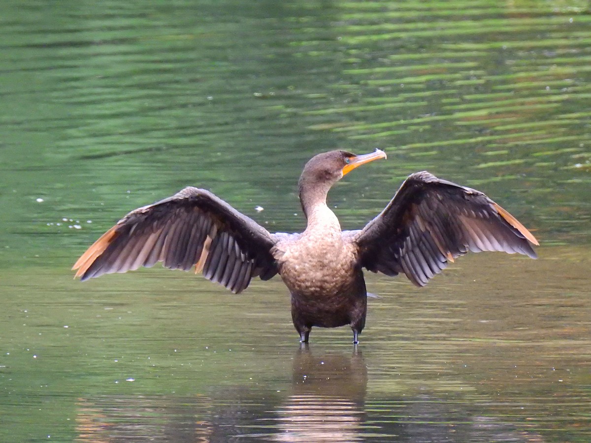 Double-crested Cormorant - ML180959201