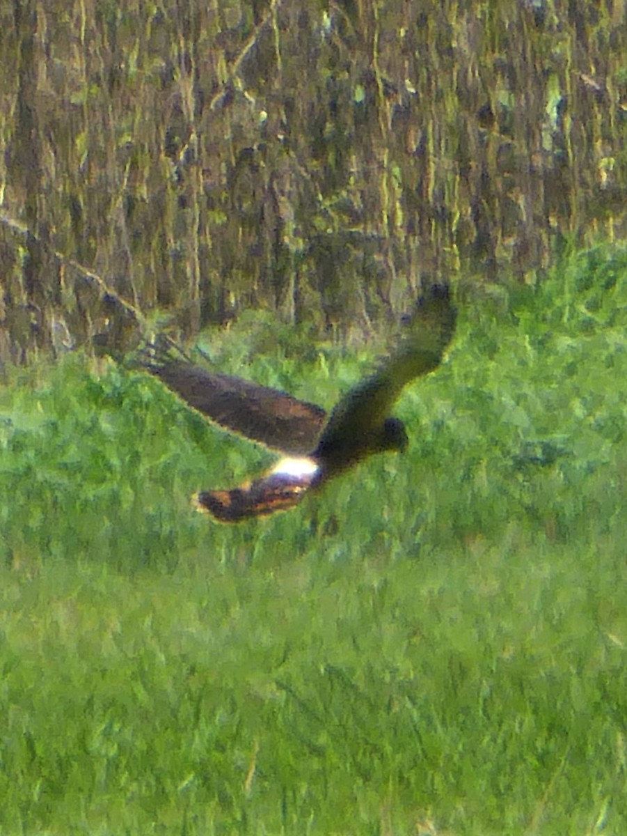 Northern Harrier - ML180960891