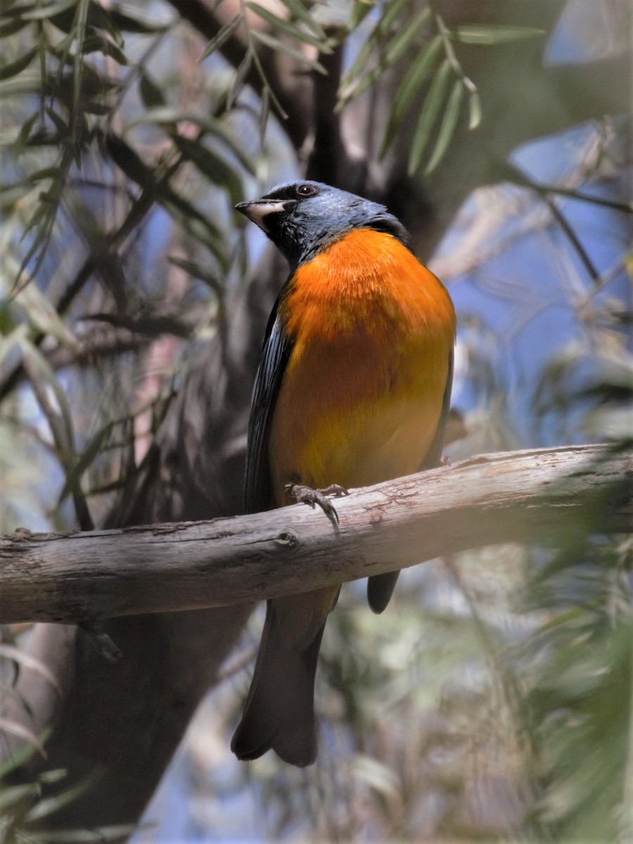 Blue-and-yellow Tanager - ML180963731