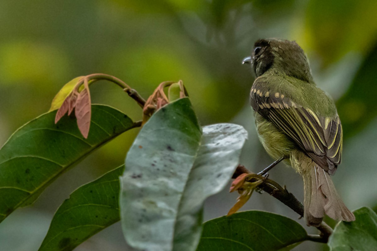 Sepia-capped Flycatcher - ML180963951