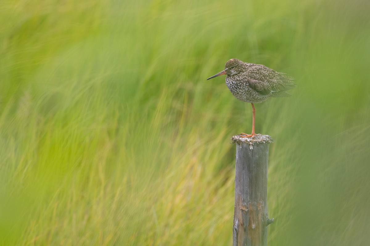 Common Redshank - ML180964381