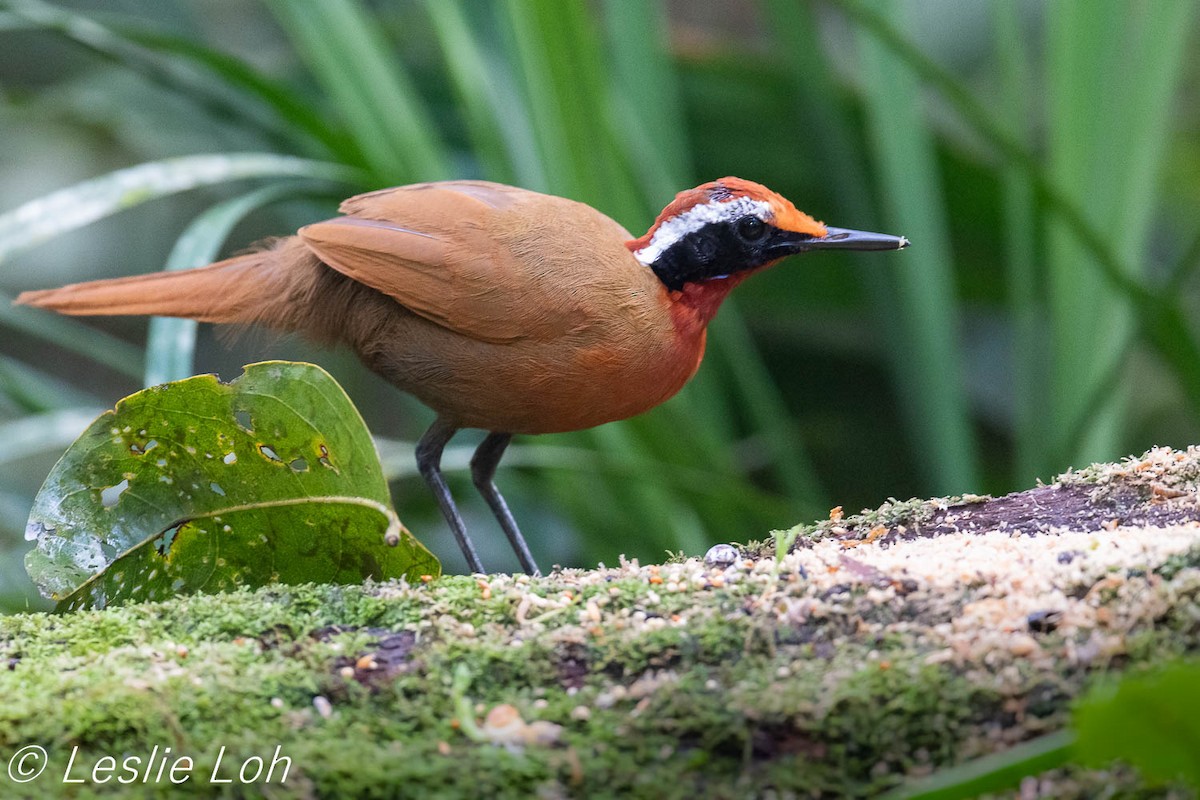 Malaysian Rail-babbler - ML180965151