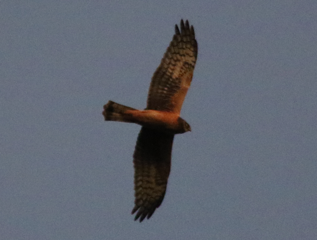 Northern Harrier - ML180965851