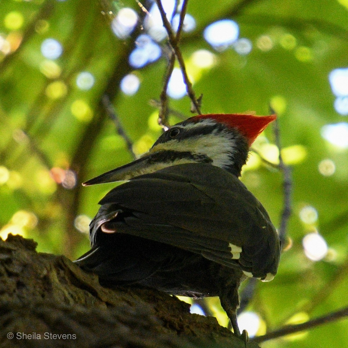 Pileated Woodpecker - Sheila Stevens