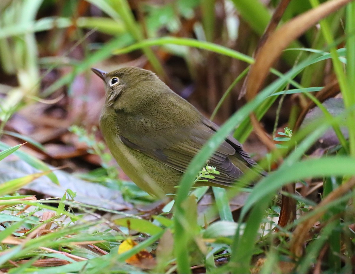 Connecticut Warbler - ML180969621