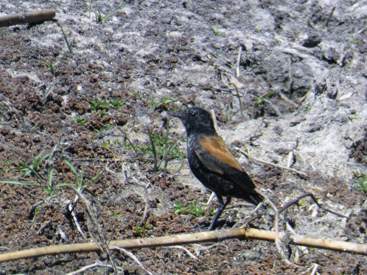 Patagoniensporntyrann - ML180970281