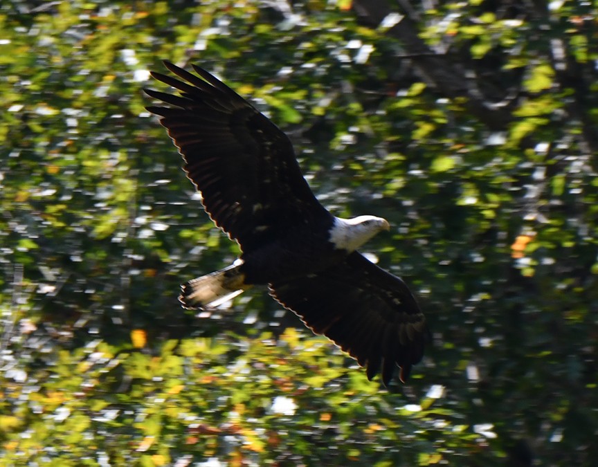 Bald Eagle - ML180971401