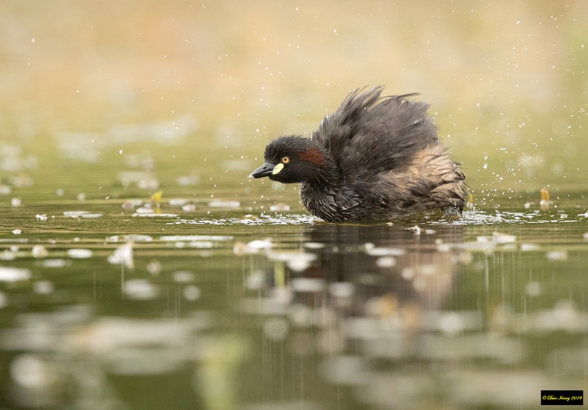 Australasian Grebe - ML180971431