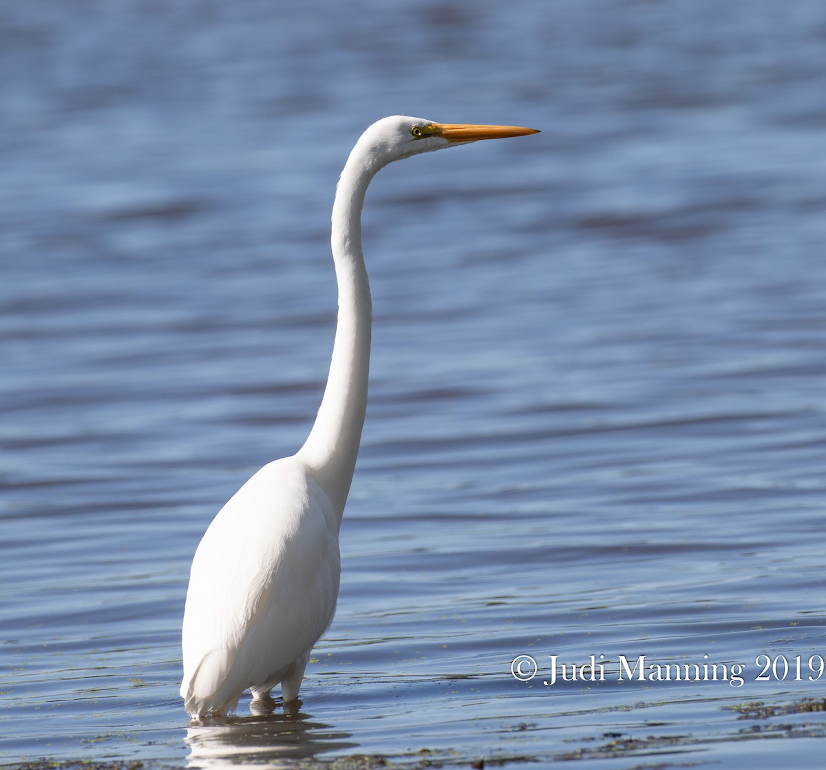 Great Egret - Carl & Judi Manning