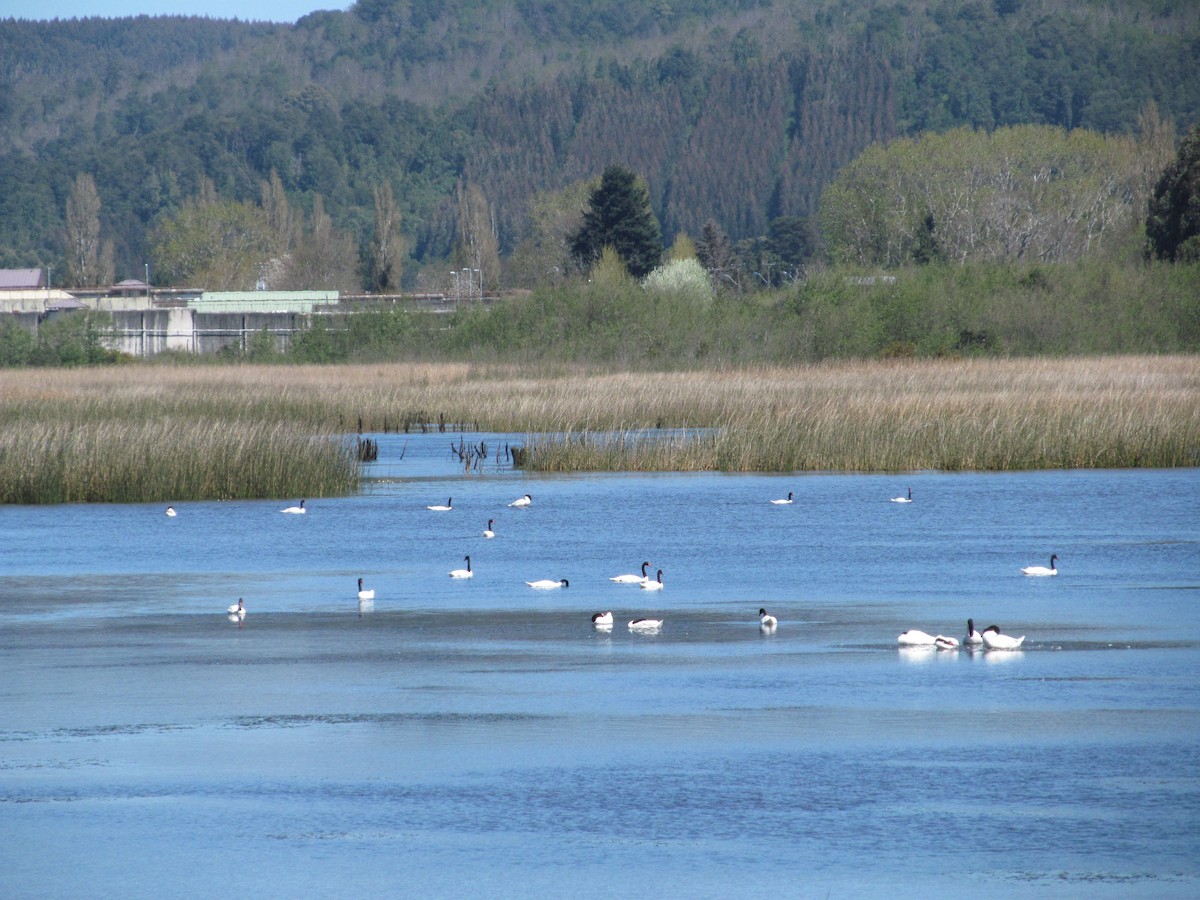 Black-necked Swan - ML180976581