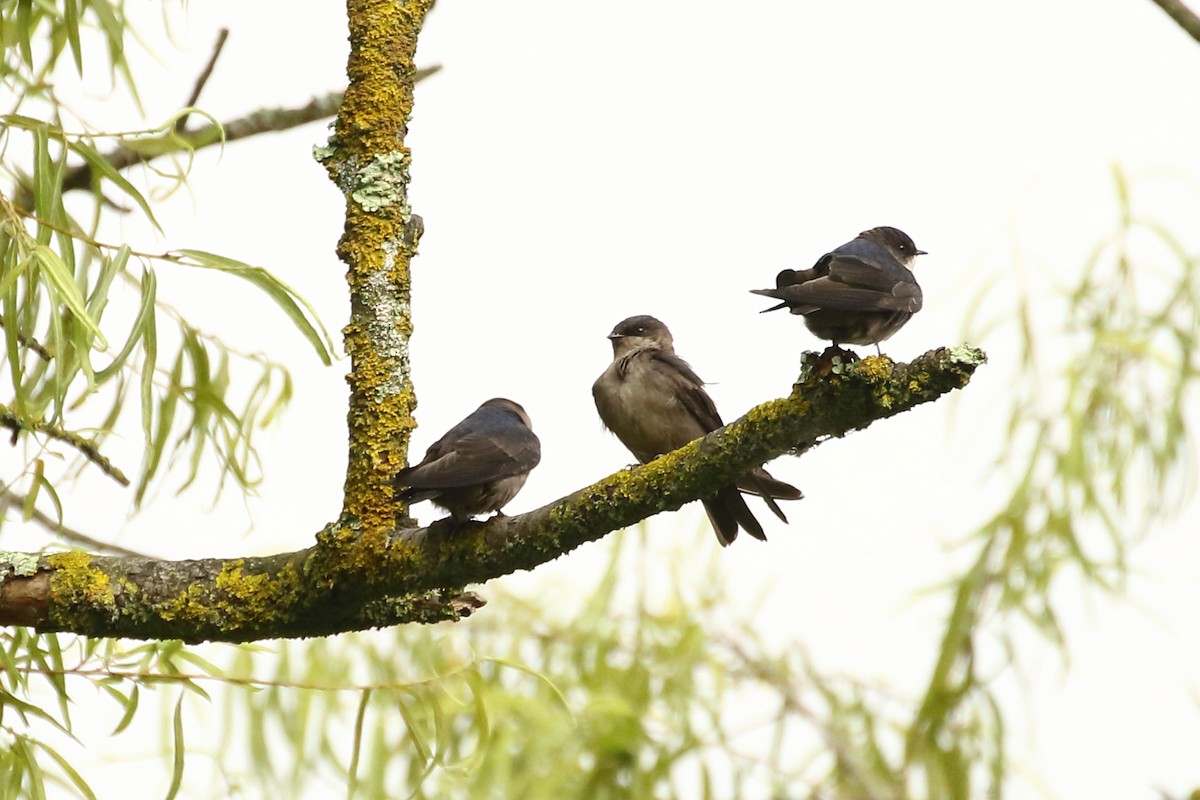 Brown-bellied Swallow - ML180976861