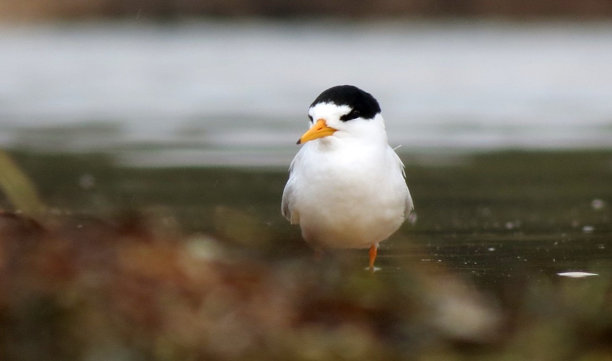 Australian Fairy Tern - Ash Allnutt