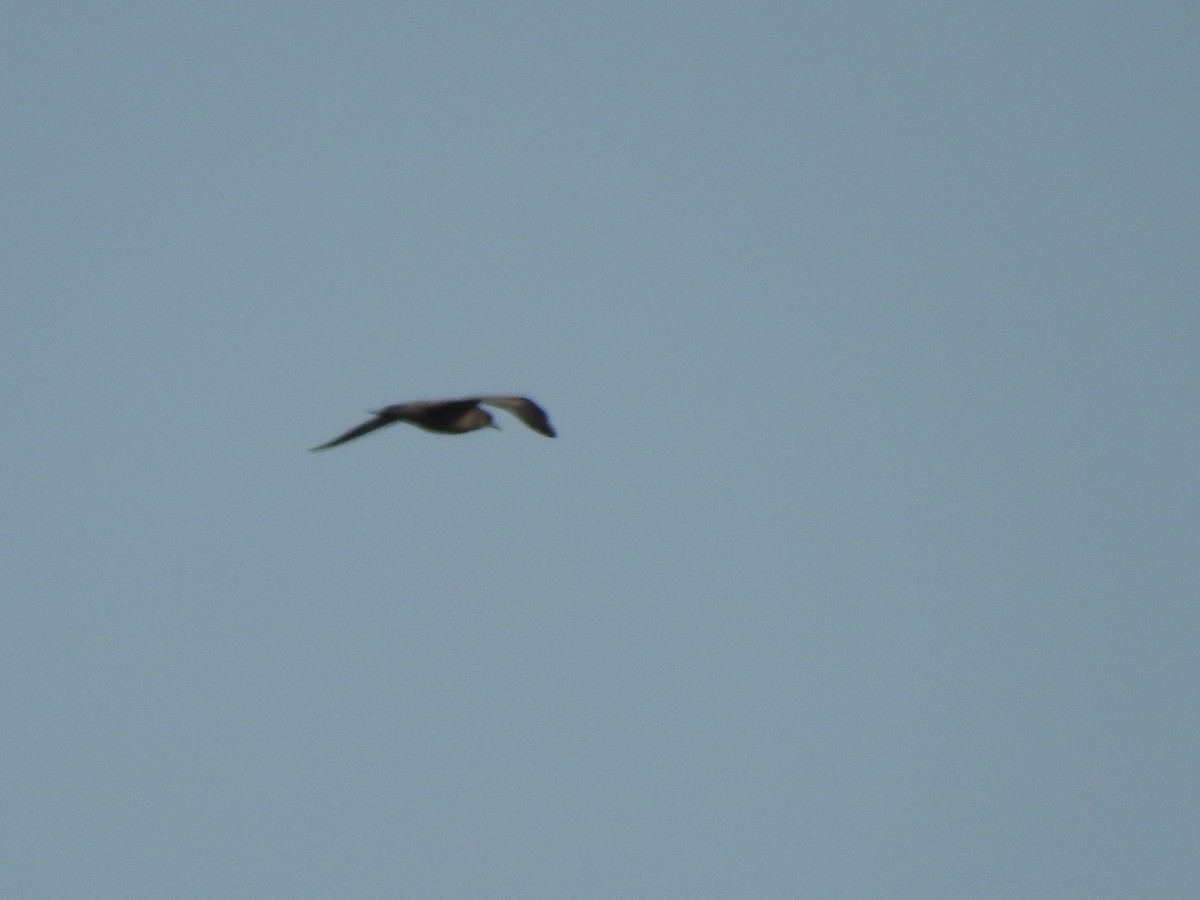 Long-tailed Jaeger - Dale Heinert