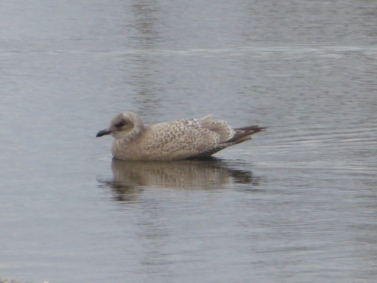 Gaviota Groenlandesa - ML180980781