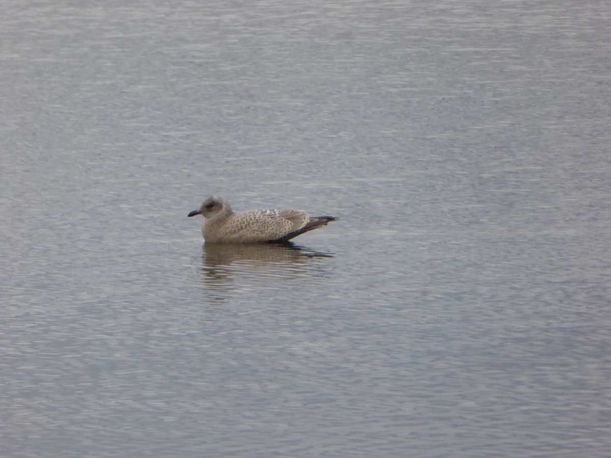 Gaviota Groenlandesa - ML180980801