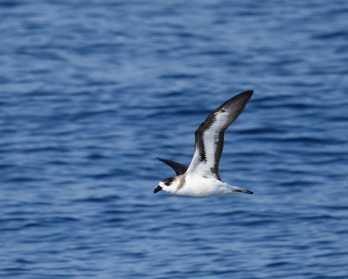 Black-capped Petrel - Max Wilson